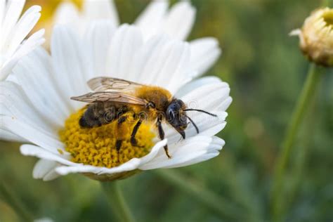 Api che raccolgono nettare dai fiori