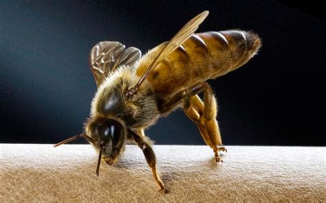 Ape regina circondata da api operaie