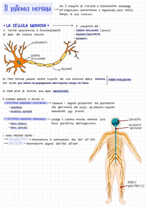 Schema che illustra l'azione del luppolo sul sistema nervoso