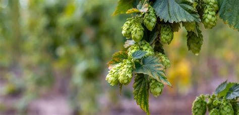 Infografica sull'effetto del luppolo sull'appetito