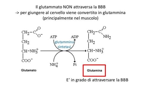 Schema dei benefici della glutammina per gli atleti