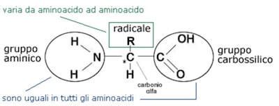 Schema della struttura di un amminoacido