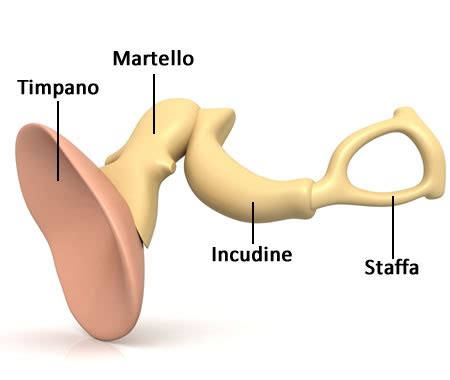 Schema dell'orecchio medio con gli ossicini: martello, incudine e staffa.