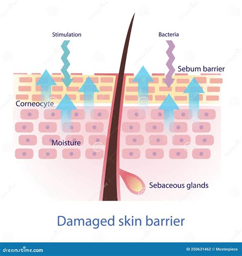 Schema che illustra l'azione del peptide liposomiale nel penetrare la barriera cutanea