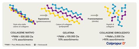 Differenza tra collagene nativo e idrolizzato
