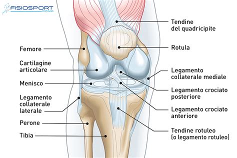 Anatomia delle articolazioni con enfasi su tendini e cartilagine