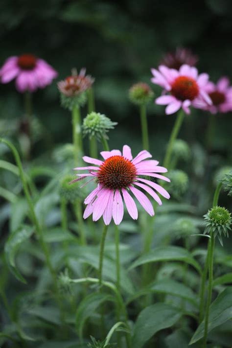 Foglie e fiori di Echinacea