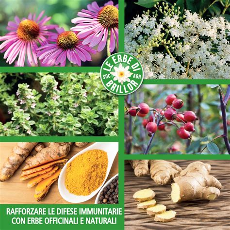 Erbe officinali benefiche per il sistema immunitario