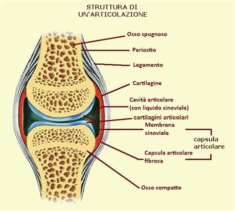 Schema di un'articolazione sana di un cane