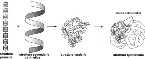 Struttura tridimensionale di una proteina
