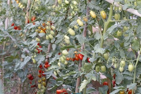 Pianta di pomodoro in crescita con frutti maturi e acerbi