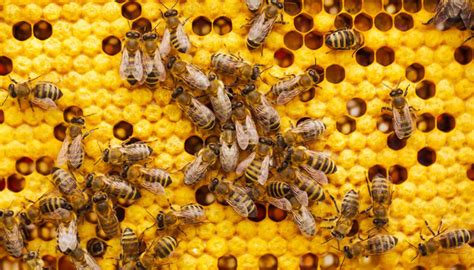 Api che raccolgono la resina dalle gemme delle piante