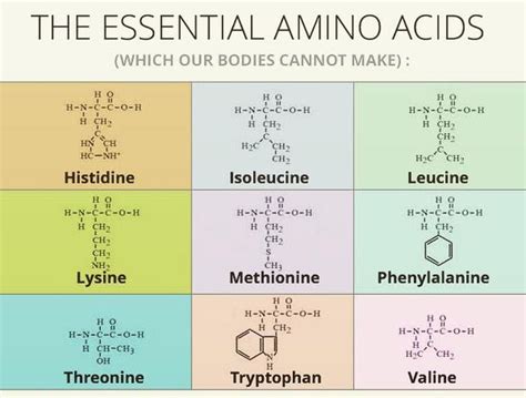 Grafico che mostra le fonti alimentari di amminoacidi essenziali