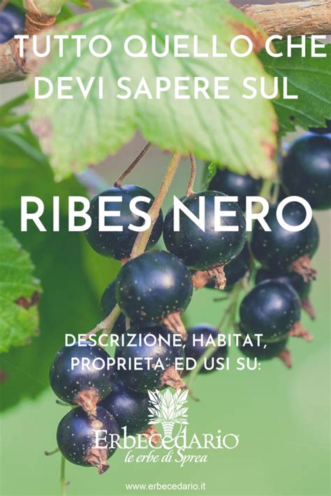 Infografica sulle proprietà del Ribes Nigrum