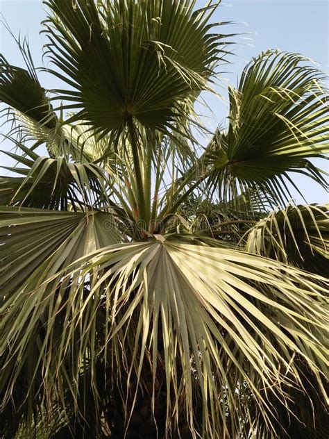 Pianta di Sabal Palmetto