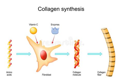 Schema della sintesi del collagene con vitamina C, lisina e prolina