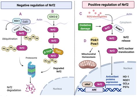 Schema dell'attivazione del fattore Nrf2 e la risposta antiossidante