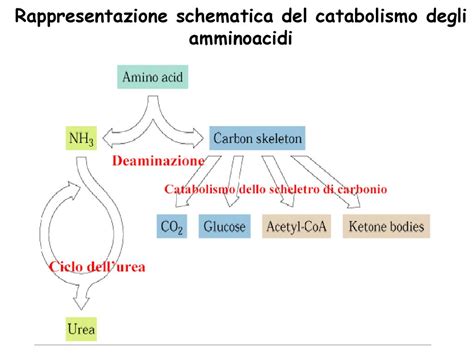 Processo di purificazione degli amminoacidi con carbone attivo