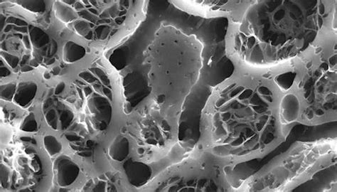 Microscopia del carbone attivo mostrando la sua struttura porosa