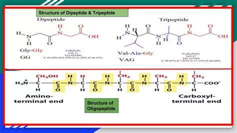 Struttura di un dipeptide e tripeptide