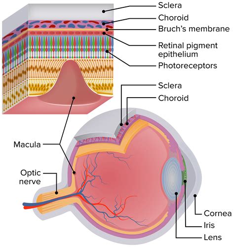 Schema della retina con la macula lutea
