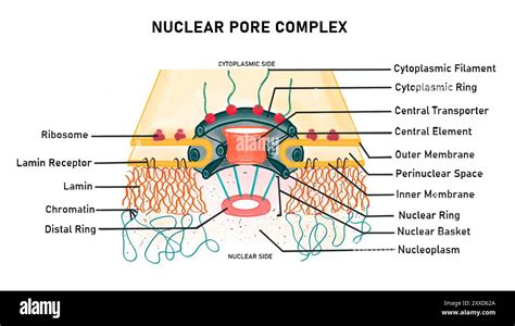 Schema del complesso Nutrimix