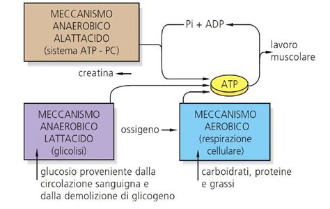 Schema del meccanismo energetico della creatina nel muscolo