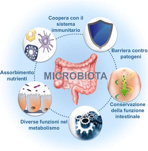 Schema del microbiota intestinale e dei suoi benefici sul sistema immunitario