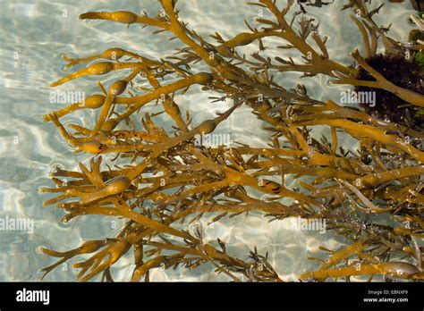 Alga marina norvegese