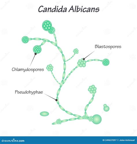 Illustrazione della Candida Albicans
