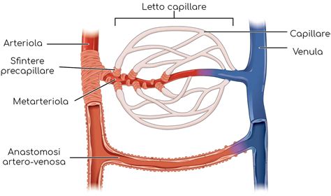 Schema del microcircolo sanguigno