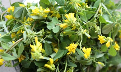 Pianta di fieno greco in fiore