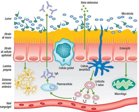 Schema dell'intestino umano con evidenziata la barriera intestinale