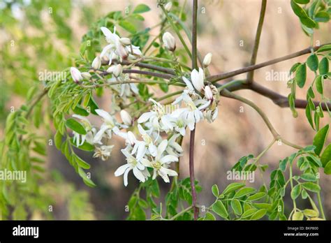Albero di Moringa in fiore
