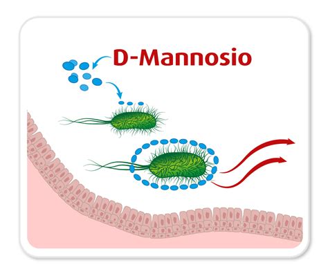 Schema del meccanismo d'azione del D-Mannosio contro i batteri E. coli