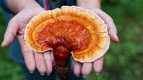 Benefici del Ganoderma Reishi