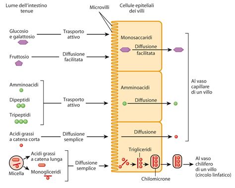 Schema assorbimento calcio