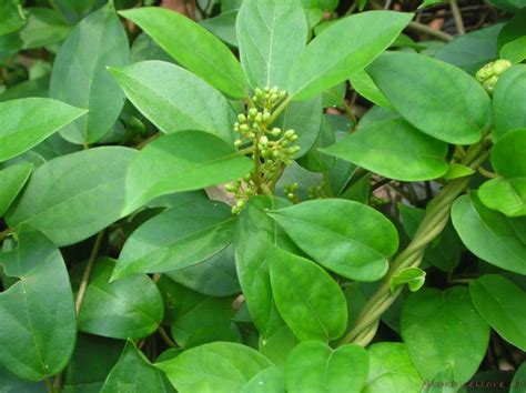 Pianta di Gymnema Sylvestre con foglie e fiori