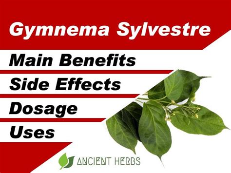 Infografica sui meccanismi d'azione della Gymnema Sylvestre