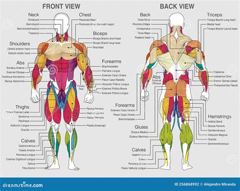 Illustrazione schematica del corpo umano con enfasi su muscoli e ossa