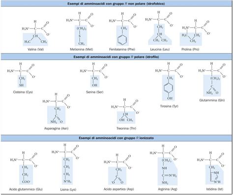 Classificazione degli amminoacidi in base alla catena laterale