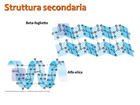Struttura secondaria delle proteine: alfa-elica e beta-foglietto