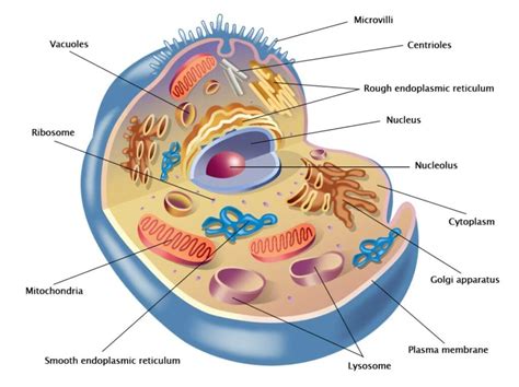 Schema di una cellula con mitocondri