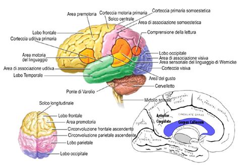 Schema del cervello con evidenziate le aree influenzate dalla serotonina