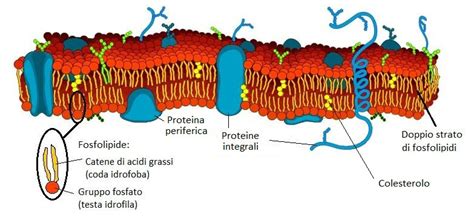 Struttura molecolare dell'astaxantina che attraversa la membrana cellulare