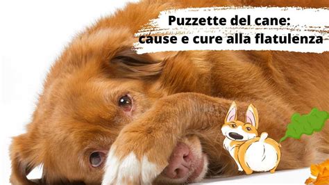 Cane che soffre di flatulenza