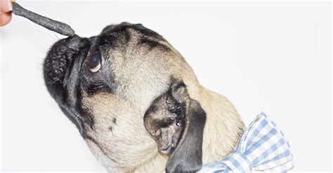 Ingredienti per biscotti per cani al carbone vegetale