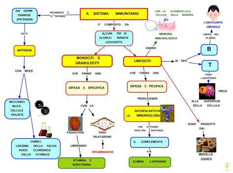 Schema del sistema immunitario