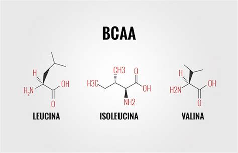 Schema che illustra la struttura degli aminoacidi a catena ramificata (BCAA)