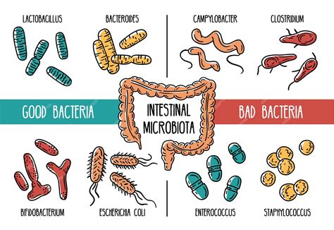 Schema dell'intestino umano con evidenziato il microbiota